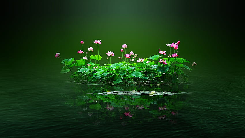 Розов лотос, лотос, езерце, цветя, природа, розово HD тапет