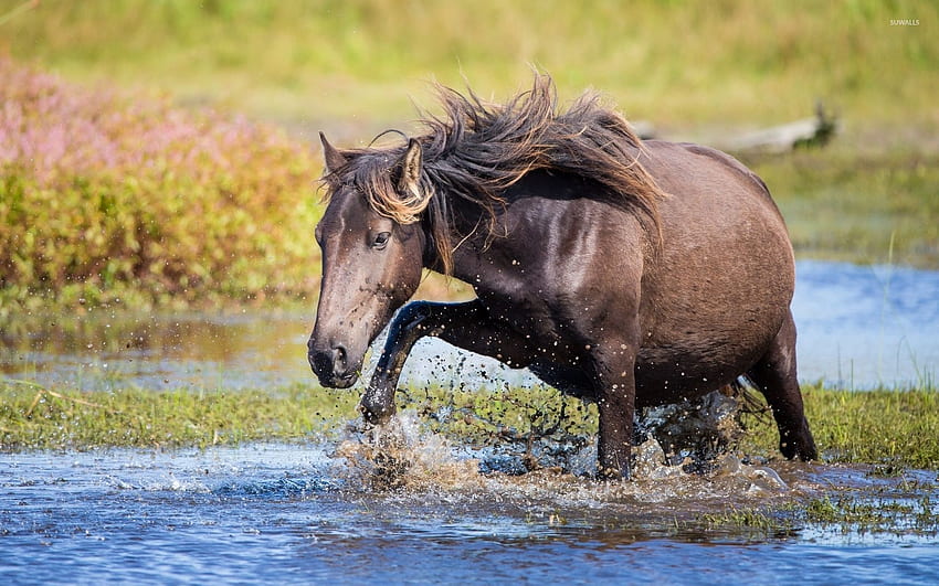 Horse trying to cross the water - Animal HD wallpaper