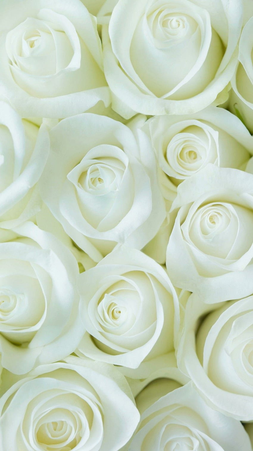 White Flowers Pics, White Floral HD phone wallpaper | Pxfuel