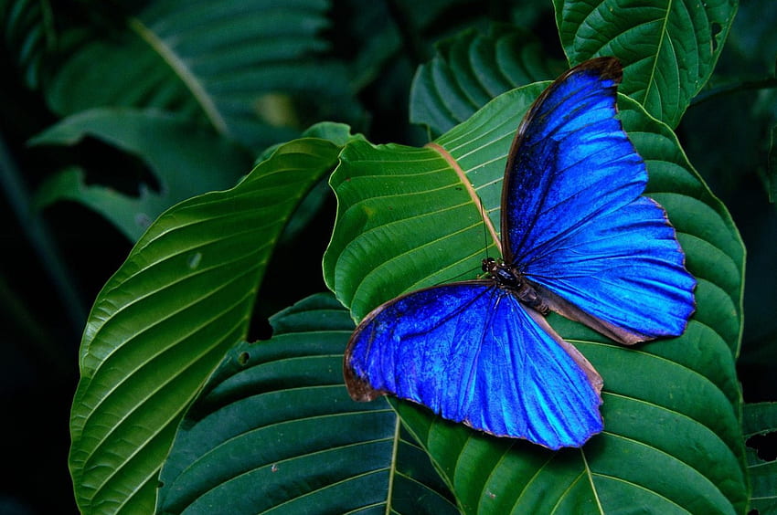 Choc des couleurs, bleu, ailes, feuilles, turquoise, vert, beau, cobalt Fond d'écran HD