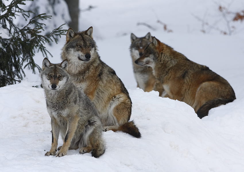 動物, オオカミ, 冬, 雪, 森, 群れ 高画質の壁紙