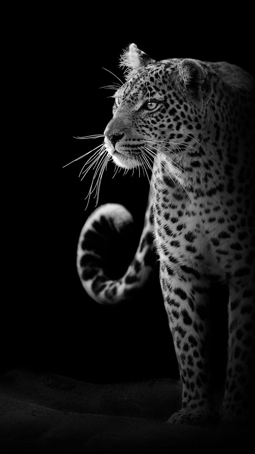 Amoled 46. Dzikie zwierzę, grafika dzikich zwierząt, zwierzę Jaguar, czarne zwierzę Tapeta na telefon HD