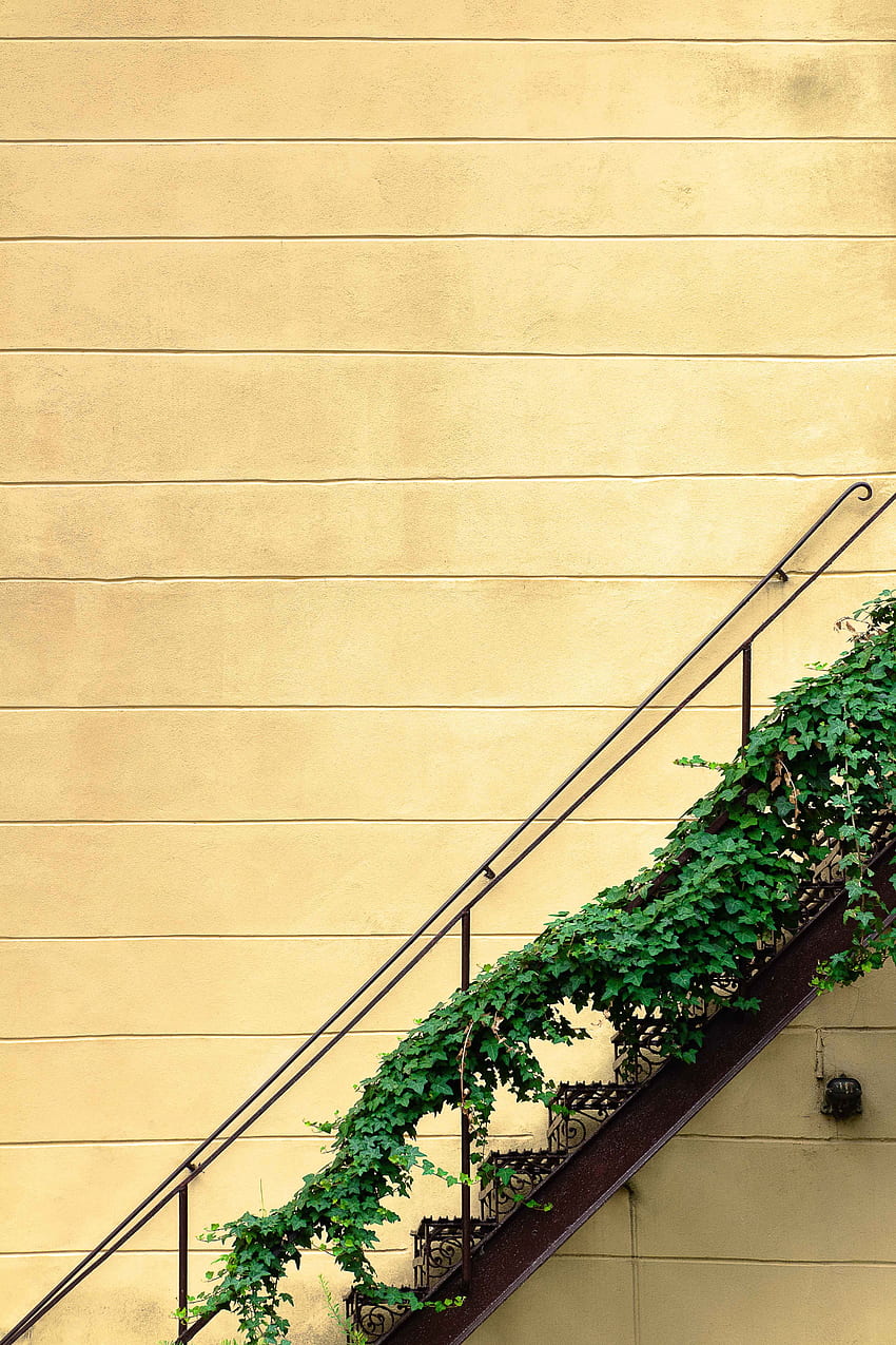 Plant, Minimalism, Wall, Stairs, Ladder HD phone wallpaper