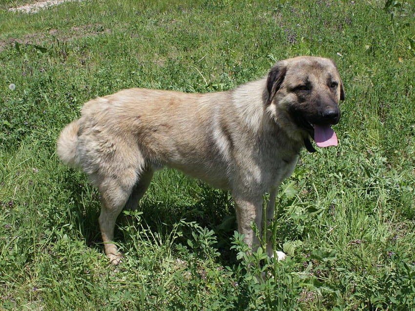 Ike, an Anatolian Shepherd. Livestock Guardian Dog – Alba Ranch HD wallpaper