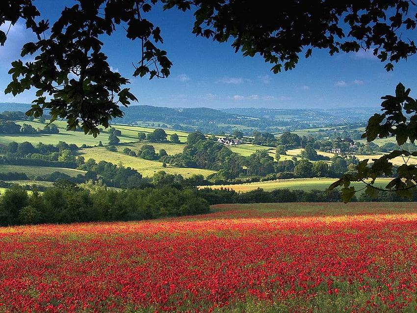 Poppies in the Cotswolds, hills, meadow, uk, cotswolds, england, summer, poppies, field, nature, flowers HD wallpaper