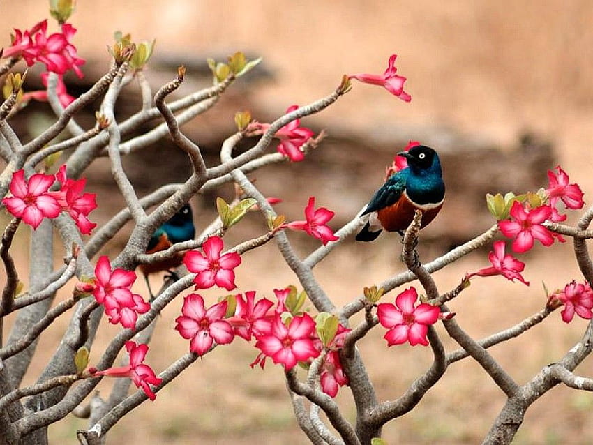 flowers for flower lovers.: Flowers with small birds HD wallpaper