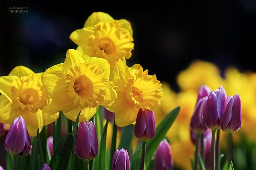 Yellow Daffodils and Tulips, Yellow, Flowers, Spring, Purple HD wallpaper