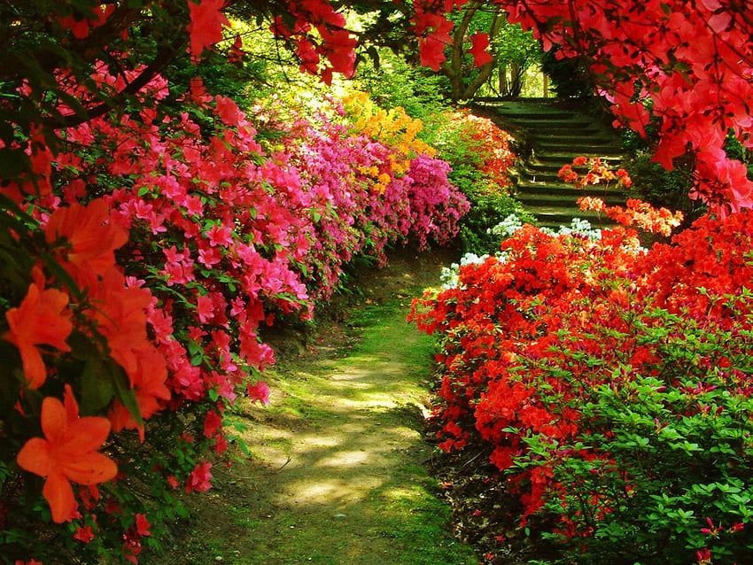Фон на цветна градина, красива цветна градина HD тапет
