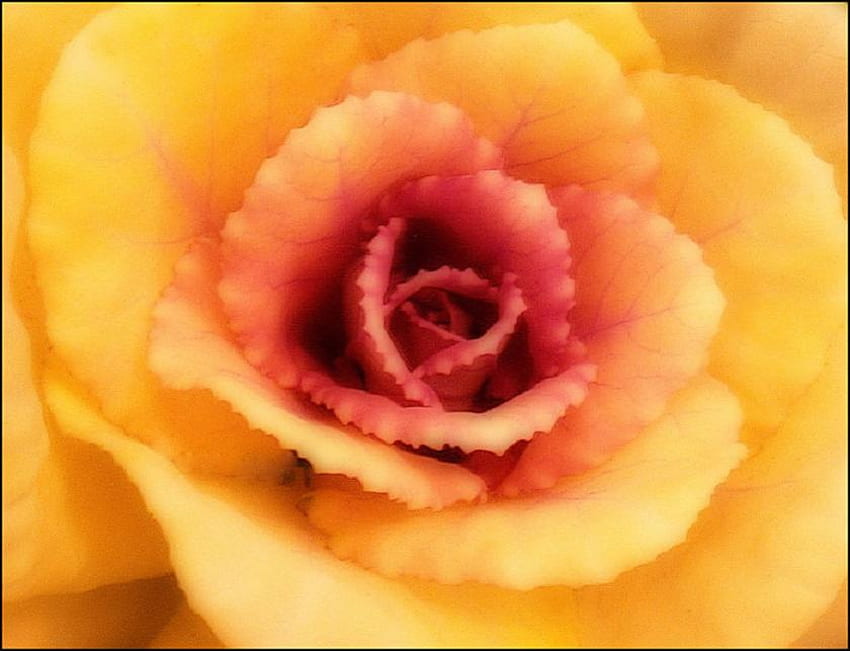 strange yellow rose, plants, soft, delecte, nice, rose, blossoms, bud, nature, flowers, blooms, lovely HD wallpaper