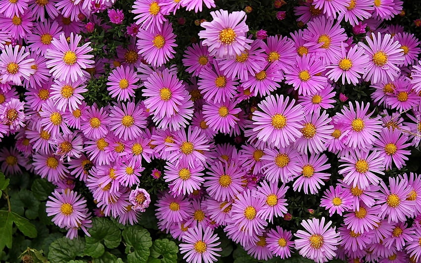 과꽃, 꽃, 분홍색, 식물 HD 월페이퍼