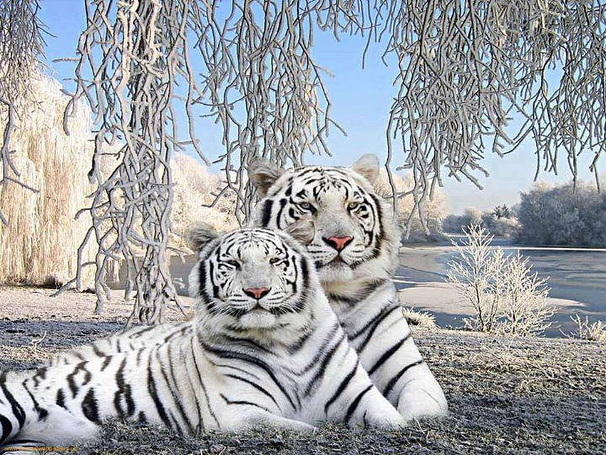 Zimowe paski, para, biały, czarny, tygrysy Tapeta HD