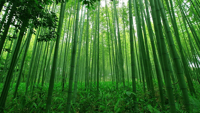 Bambuswald HD-Hintergrundbild