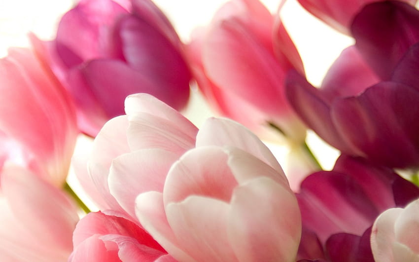 튤립, 파스텔, 핑크, 섬세한, 부드러운, 아름다운, 꽃 HD 월페이퍼