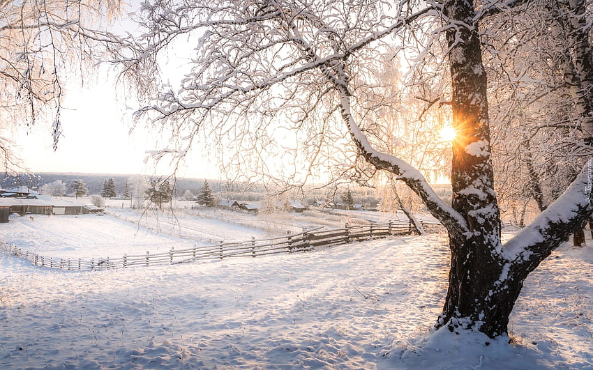 겨울 태양, 겨울, 울타리, 눈, 들판, 태양열, 흰 서리, 나무 HD 월페이퍼