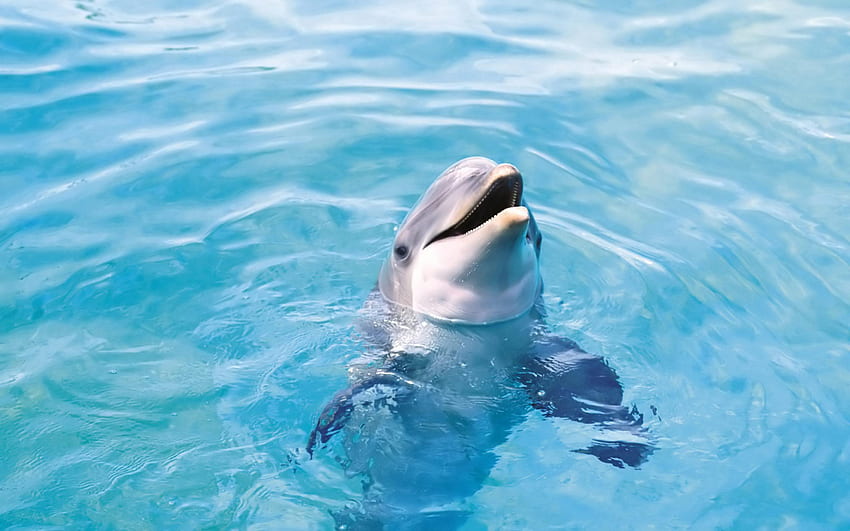 *** Delphin ***, Tier, Delfine, Delphin, Tiere HD-Hintergrundbild