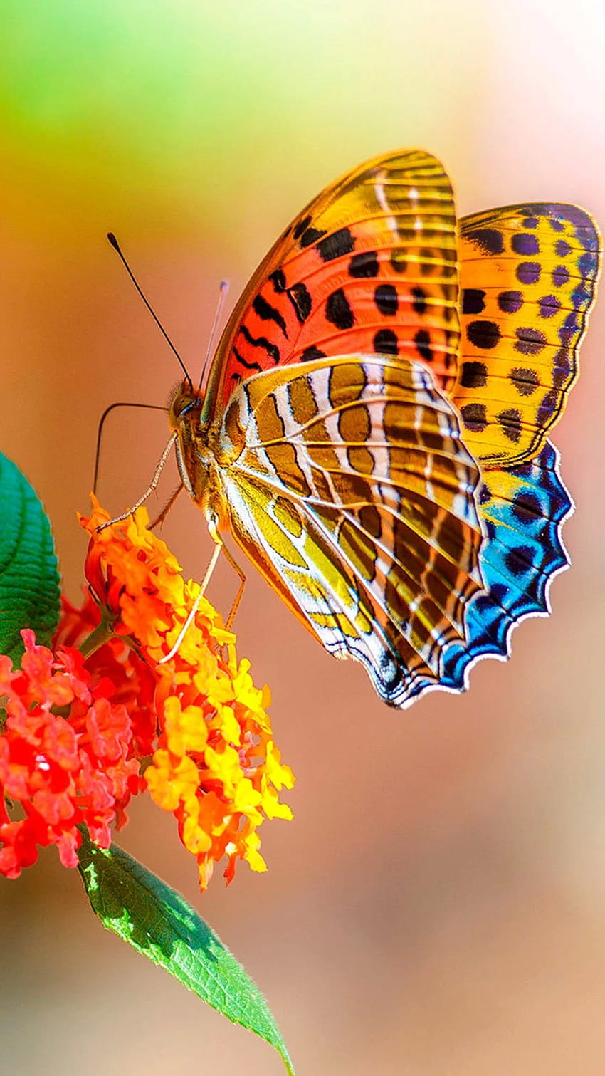 나비, 귀여운 나비 HD 전화 배경 화면