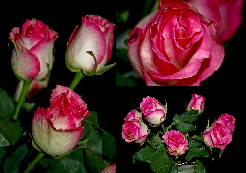 Rose, rosa, rosa, bouquet, verde, fiori, bellezza Sfondo HD