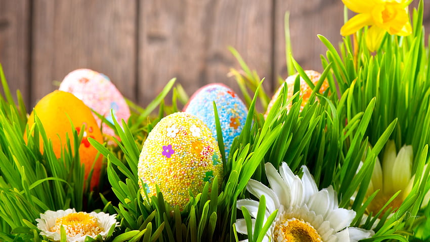 Frühlingsblüten und Eier, Ostern, Zaun, Gras, Frühling, Eier, Floers HD-Hintergrundbild