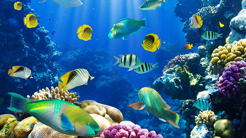 Unterwasserfisch fischt tropisches Ozeanmeerriff. Fauna HD-Hintergrundbild