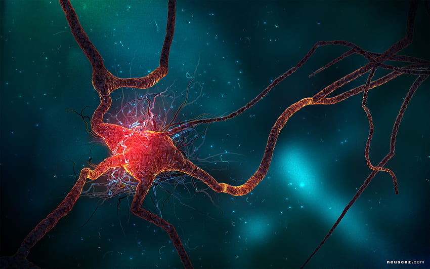 Sel Neuron, Neuron Abstrak Wallpaper HD