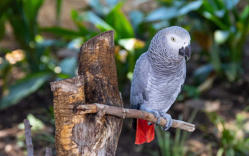 Pappagallo grigio, uccelli grigi, pappagallo grigio africano del Congo, pappagalli, Africa, pappagallo grigio africano Sfondo HD