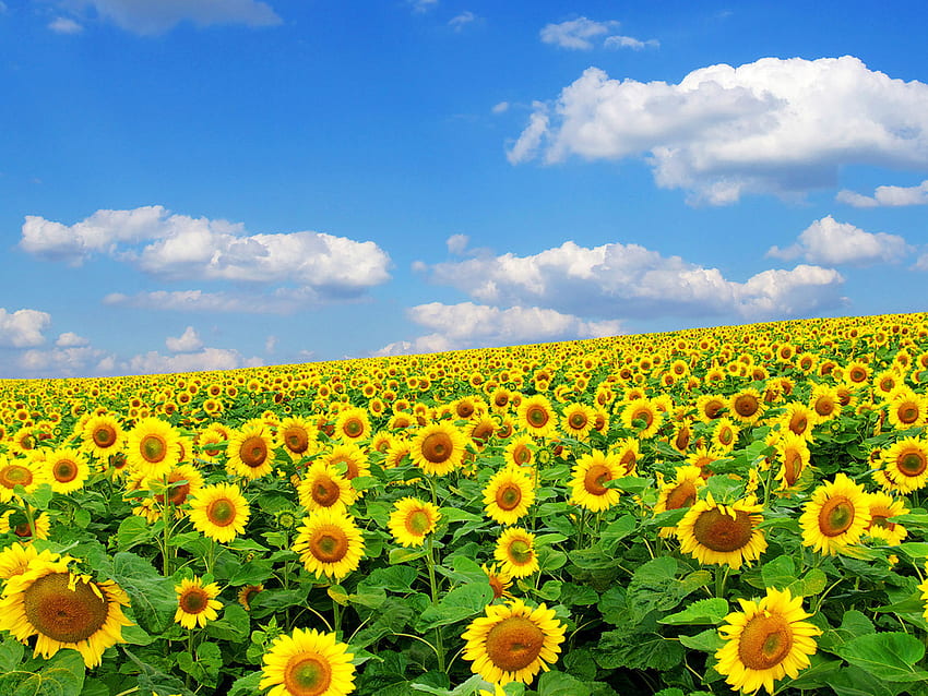 Tournesol pour tous!, nature, champ, tournesol, fleur Fond d'écran HD