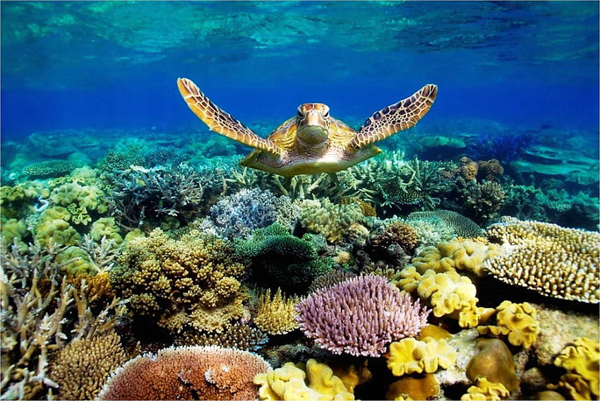 WWF's Living Planet Report echoed on the Great Barrier Reef, reef break ...