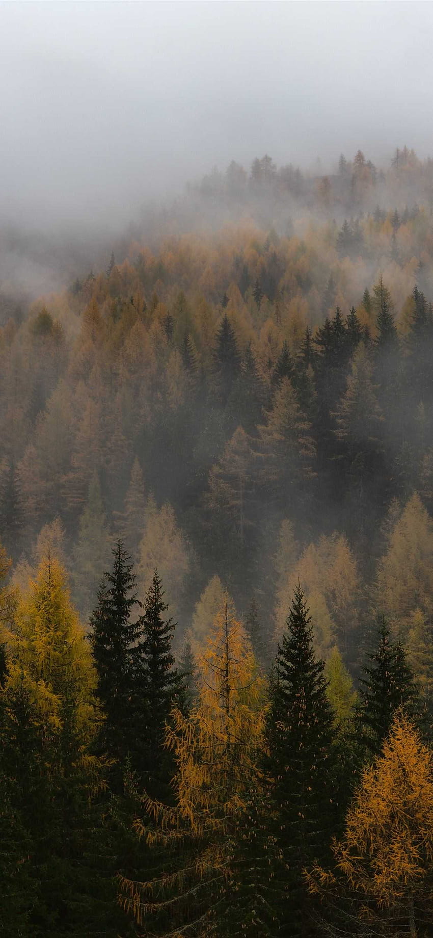 Nebliger Wald, neblige Ästhetik HD-Handy-Hintergrundbild