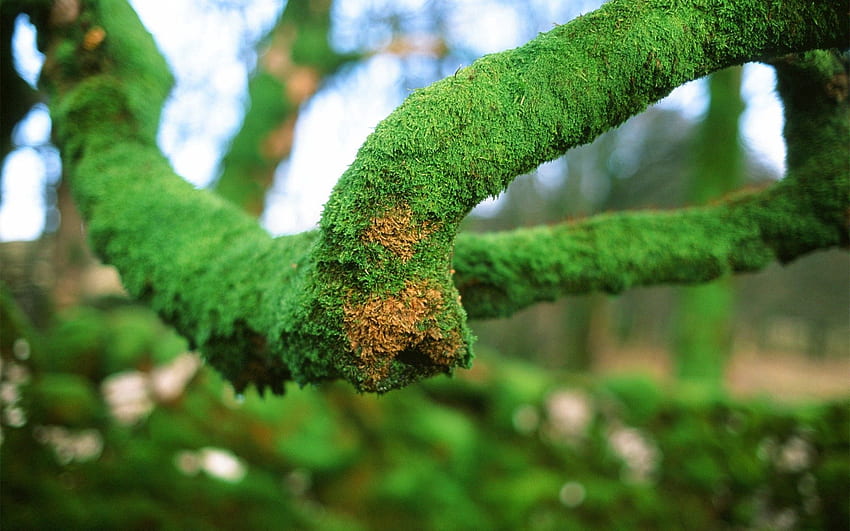 Grass, Macro, Surface, Moss HD wallpaper