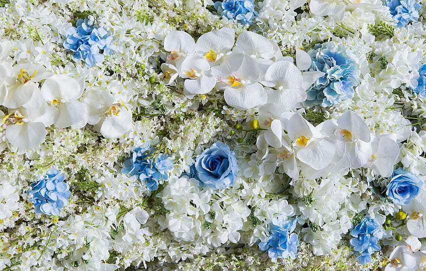 flowers, white, Orchid, blue, flowers, orchid, wedding HD wallpaper