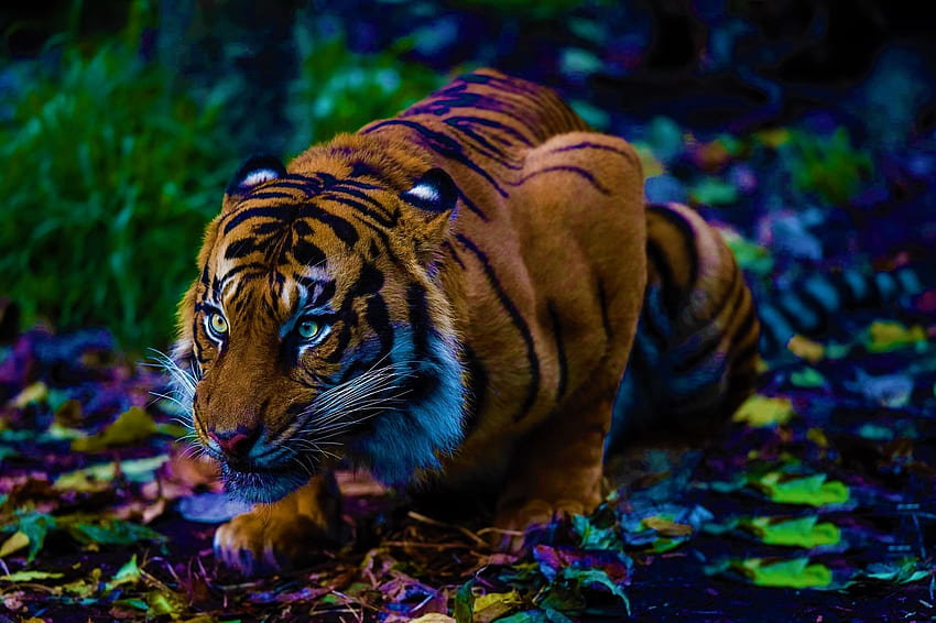 Tygrys, zwierzę, natura Tapeta HD