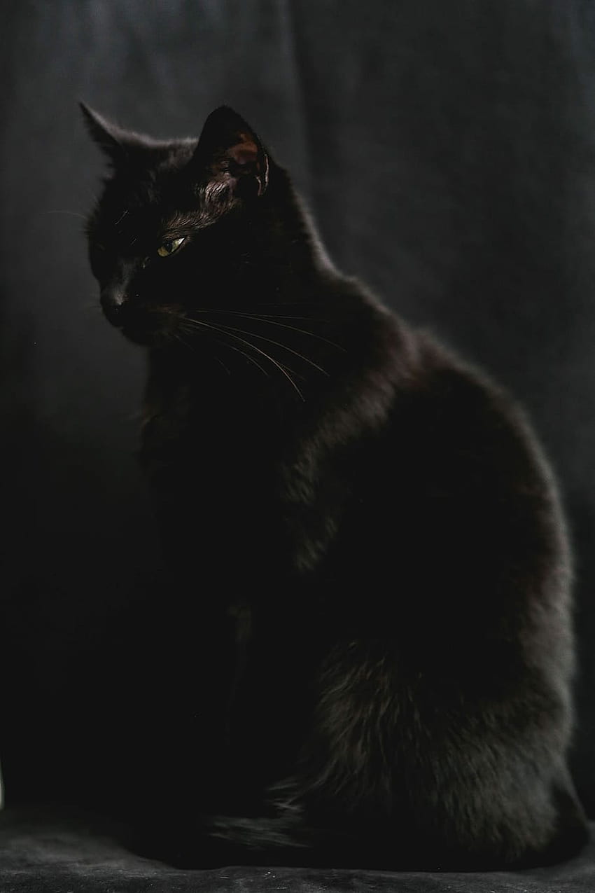 : Portrait of black cat, pet, animal, domestic Cat HD phone wallpaper