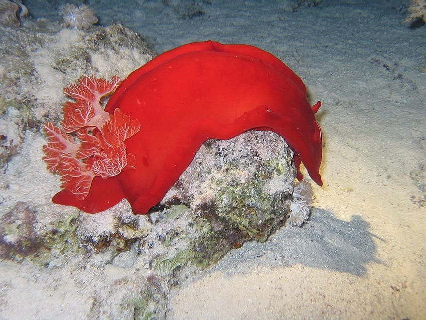 Морска Анемона-26, море, живот в океана, природа, растения HD тапет