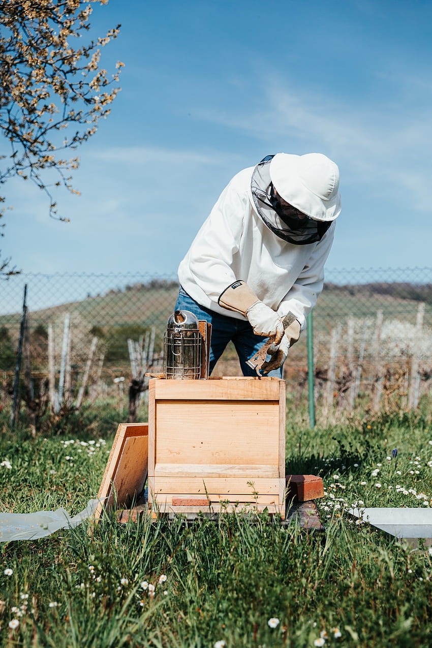 Пчеларство, Пчелин HD тапет за телефон