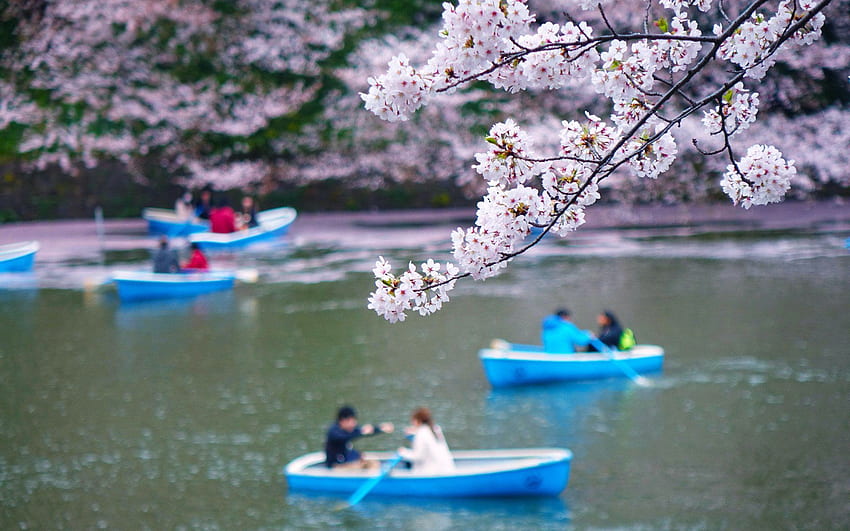 Para ludów rzeki kwiatowej kocha romantyczną piękność sakura piękną, romantyczną łódź Tapeta HD