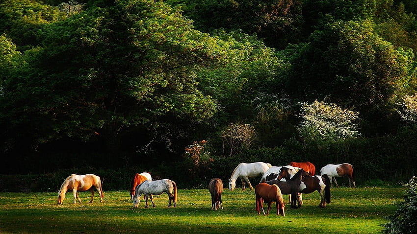Animali, alberi, erba, cavalli, passeggiata, mandria Sfondo HD