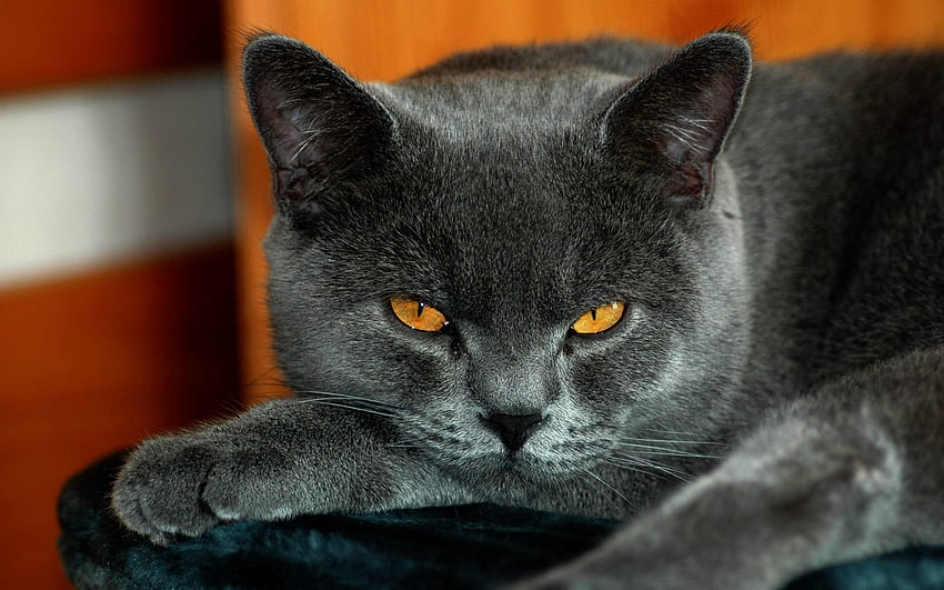 animales, gato, ojos amarillos, británico, color gris, color gris fondo de pantalla