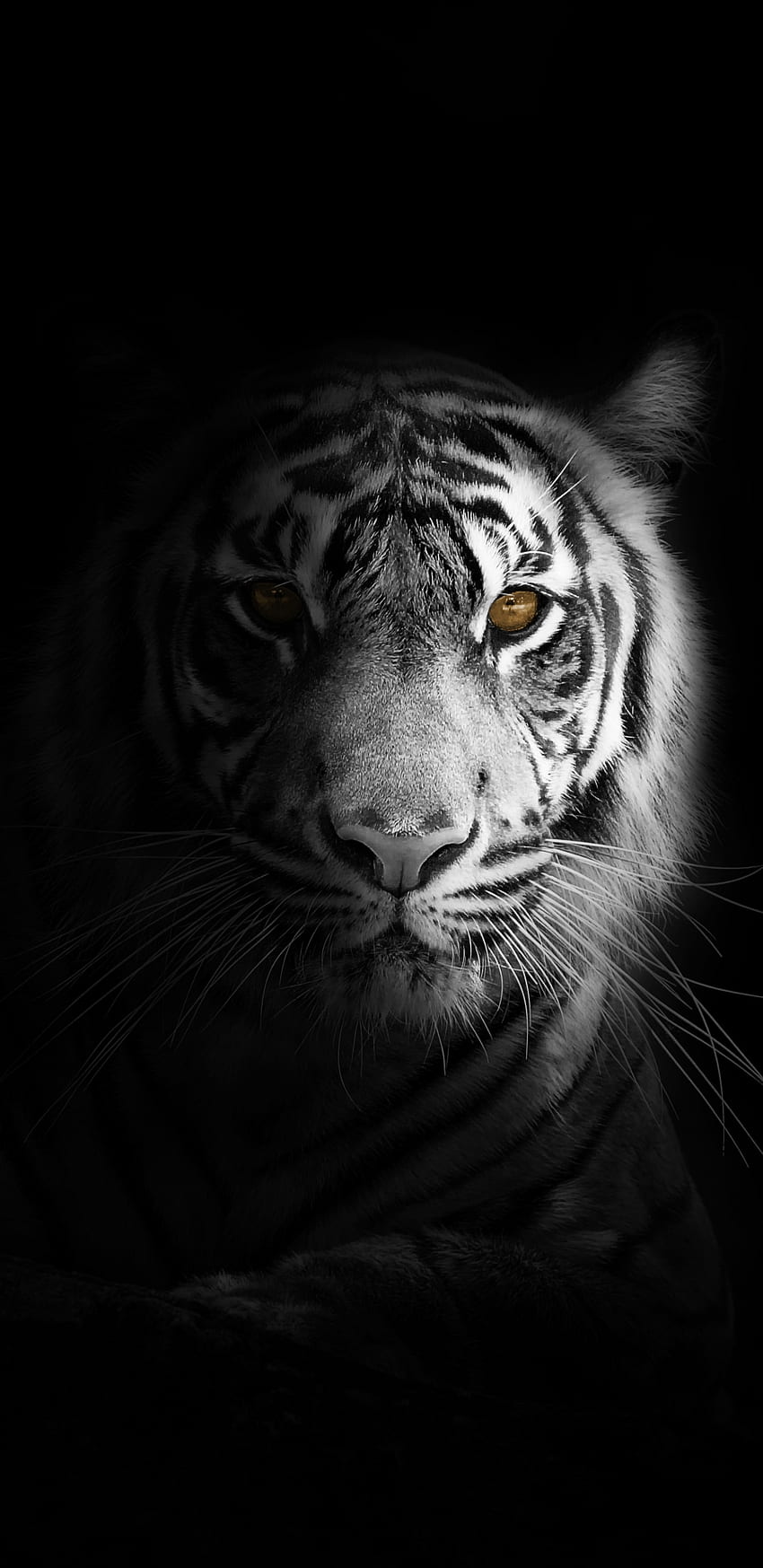 Retrato, mínimo, tigre blanco, oscuro, , Samsung Galaxy S8, Samsung Galaxy S8 Plus fondo de pantalla del teléfono