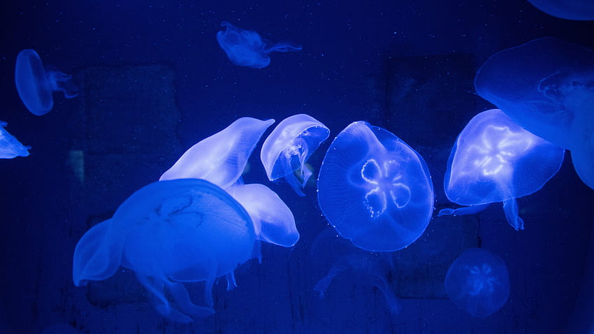 Nature, Jellyfish, Underwater World, Tentacles HD wallpaper
