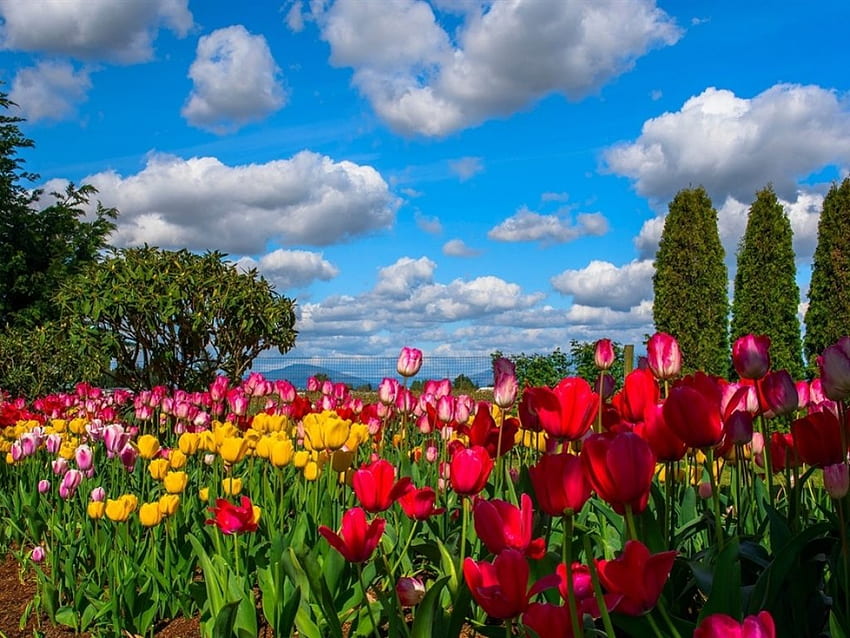 Colorful Tulips, Flowers, Field, Nature, Tulips HD wallpaper
