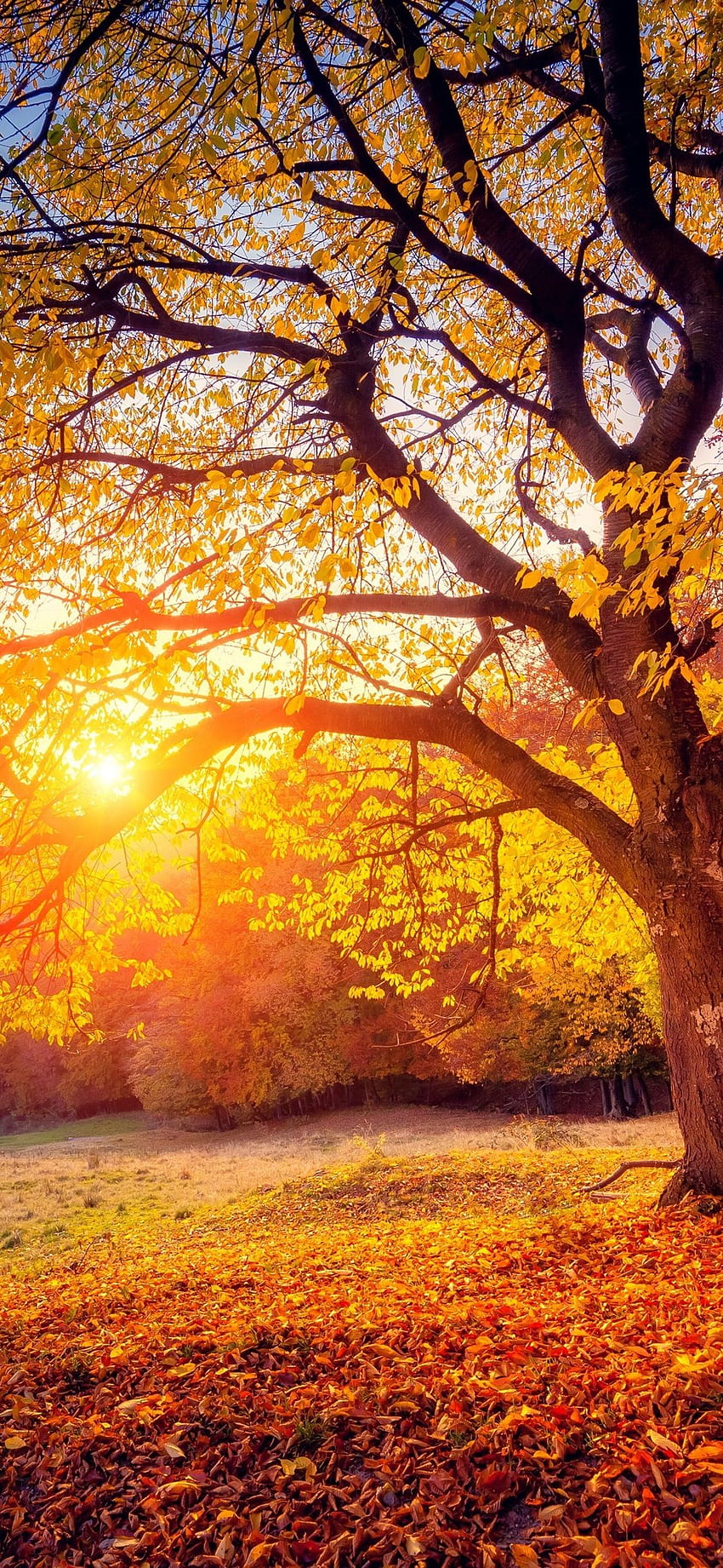 IPhone Tree, Sunset, Sunshine .teahub.io, Autumn Trees HD phone ...