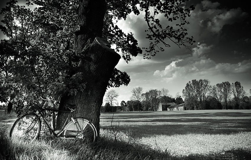 campo, paisagem, natureza, bicicleta, árvore, bicicleta, Preto e branco, campo, paisagem, natureza, árvore, Preto e branco para, seção пейзажи papel de parede HD