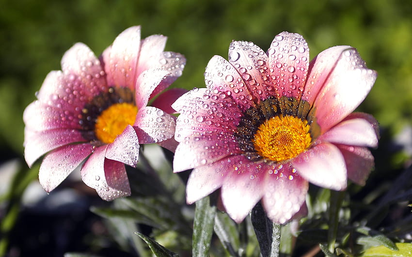 слънчеви цветя, цветя, дъждовни капки HD тапет