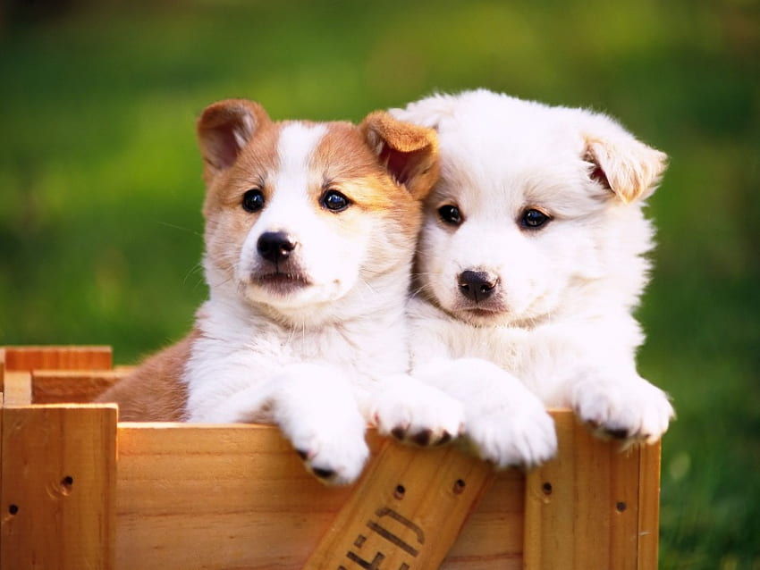 Sweet dogs in box, dog, puppy, grass, box HD wallpaper
