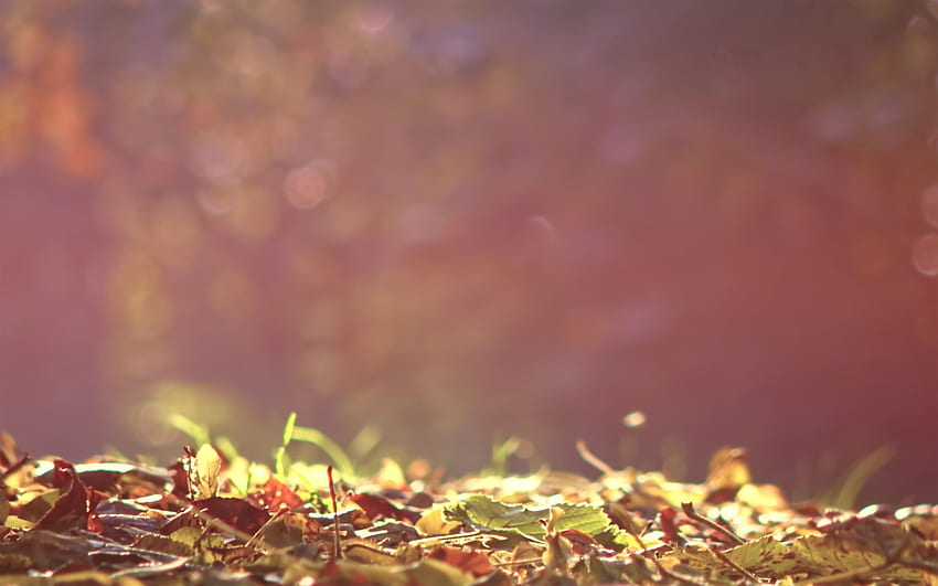 Autumn, Leaves, Macro, Shine, Light, Fallen HD wallpaper