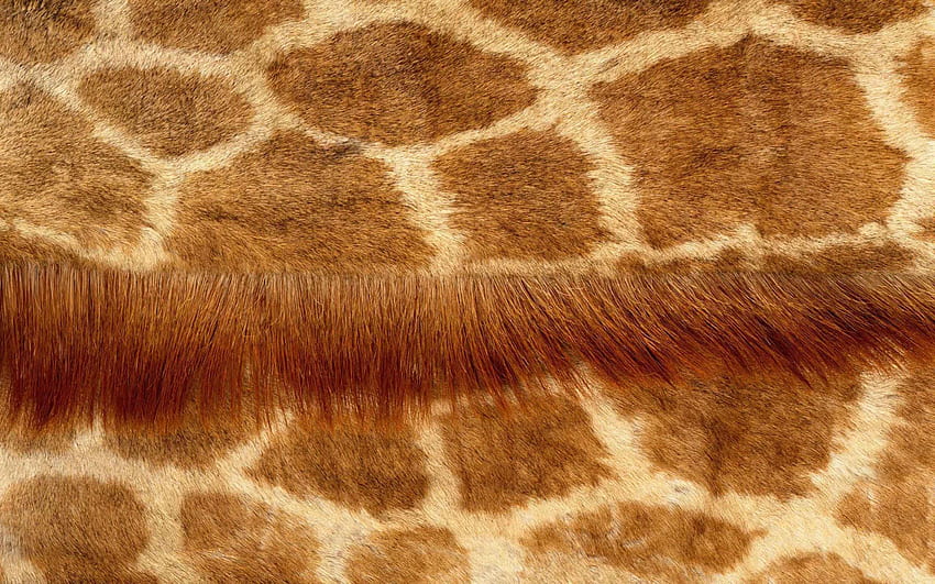 Great seamless brown animal fur texture – Dog or Rabbit