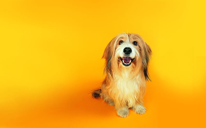 Anjing lucu, binatang, anjing, anak anjing, setia, hewan peliharaan Wallpaper HD