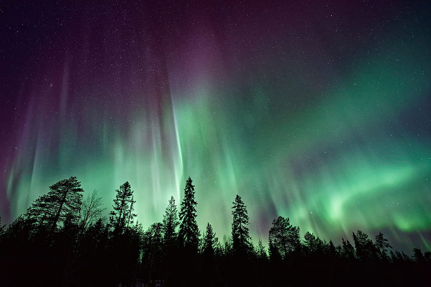 Nature, Trees, Sky, Stars, Night, Northern Lights, Aurora Borealis HD wallpaper