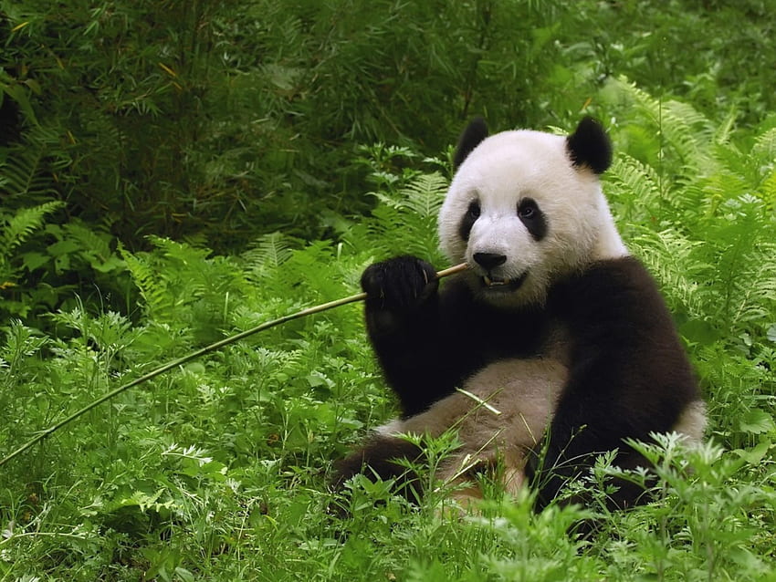 panda, cute, fluffy, bear HD wallpaper