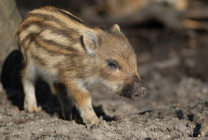 JUVENILE EURASIAN WILD BOAR, juvenile, hog, boar, swine, wild hog, wild, pig HD wallpaper